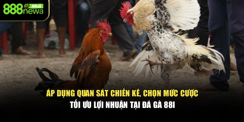 Áp dụng quan sát chiến kê, chọn mức cược, tối ưu lợi nhuận tại đá gà 88I
