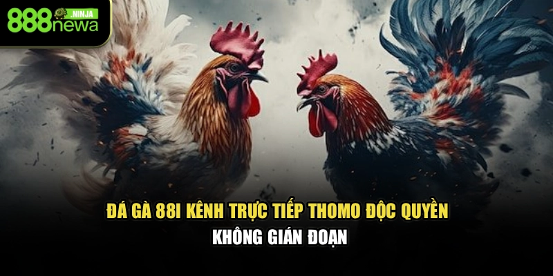 Đá Gà 88I – Kênh Trực Tiếp Thomo Độc Quyền, Không Gián Đoạn