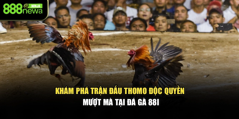 Khám phá trận đấu Thomo độc quyền, mượt mà tại đá gà 88I
